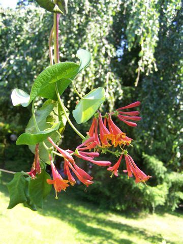 Lonicera caprifolium (Cultivated) – eFlora of India