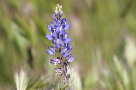 Growing Desert Lupines: Desert Lupine Information And Care