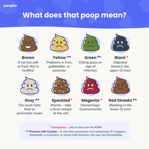 The Ultimate Guide to Dog Poop Health — Pumpkin®