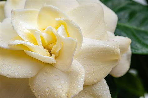 Gardenia : How to Grow & Care - PlantNative.org