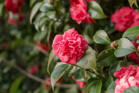 Camellia: Plant Care and Growing Guide