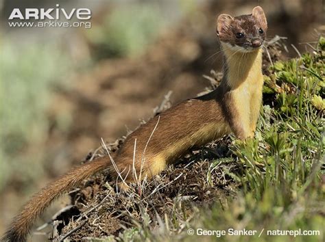 Greetings Friend — Are their any notable fossil species of Mustelids?...