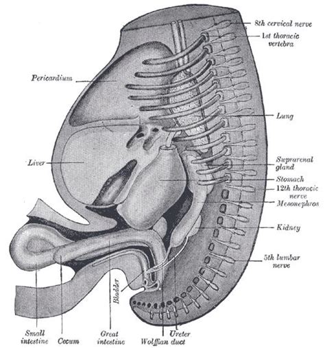 Wolffian duct - wikidoc