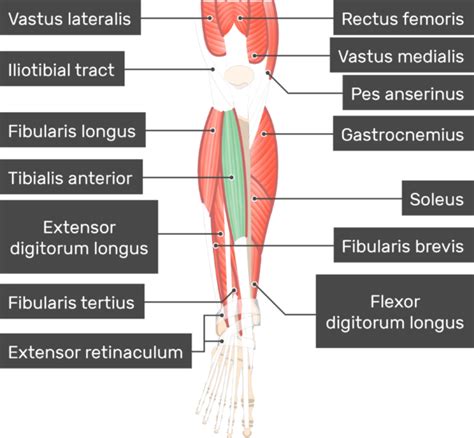 Anterior Muscles Diagram - Blogger Lagi