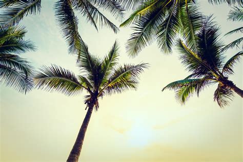 Coconut palm trees on the beach 2088018 Stock Photo at Vecteezy