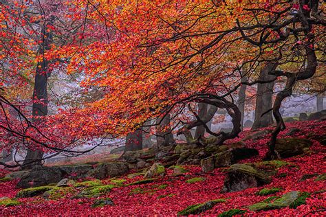 Red Forest Tree Landscape Autumn Photograph by Ben Robson Hull Photography - Fine Art America