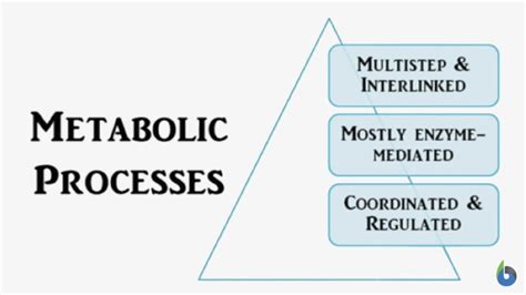 Metabolism - Definition and Examples - Biology Online Dictionary