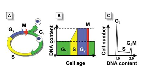 Cell Cycle Staining Flow Cytometry - Creative Biolabs