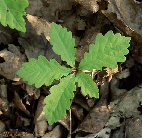 Oak seedling photo WP01667