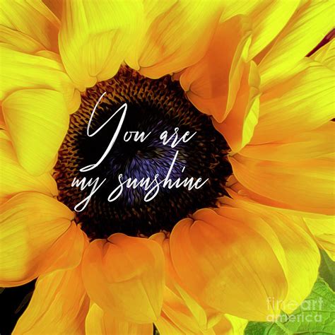 You Are My Sunshine....Sunflower Photograph by Hal Halli - Pixels