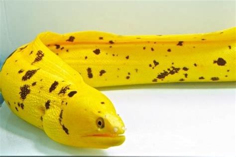 oops, was gonna photoshop a “banana eel” then looked it up and UH OH ...