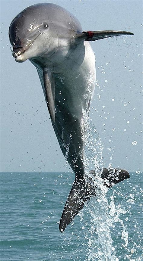 dolphin, jumping, leaping, swimming, leap, jump, mammal, nature, marine, ocean, sea | Pikist