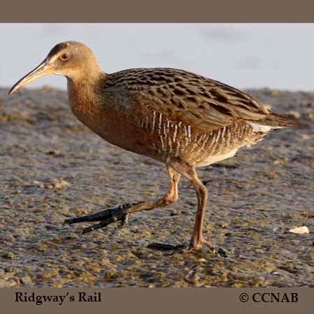 Ridgway's Rail - North American Birds - Birds of North America