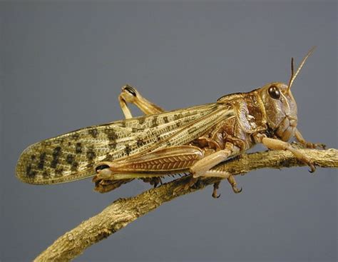 A new look at locust control | Farmer's Weekly