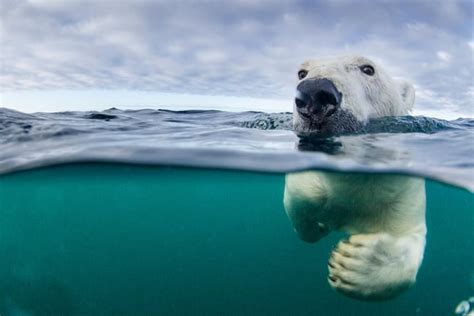 Climate change is 'single biggest threat' to polar bear survival » Focusing on Wildlife