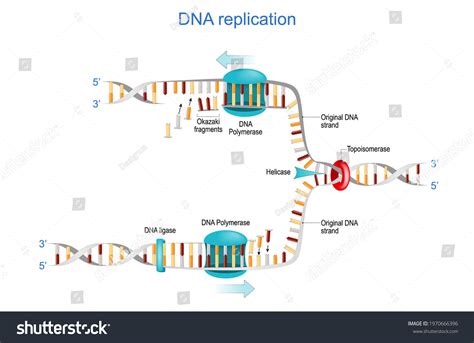 Dna Replication Okazaki Fragments Topoisomerase Helicase Stock Vector (Royalty Free) 1970666396 ...