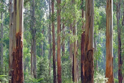 Eucalyptus Plantations: A Boon for Farmers and the Paper & Plywood ...