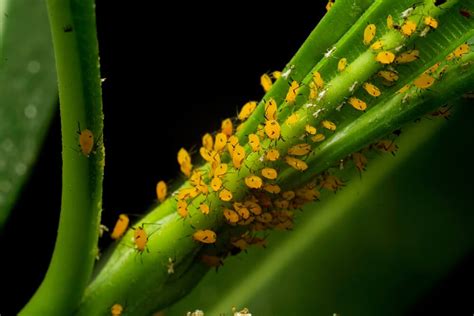 16 PROVEN Ways to Get Rid of Aphids on Milkweed (2023) - The Gardening Dad