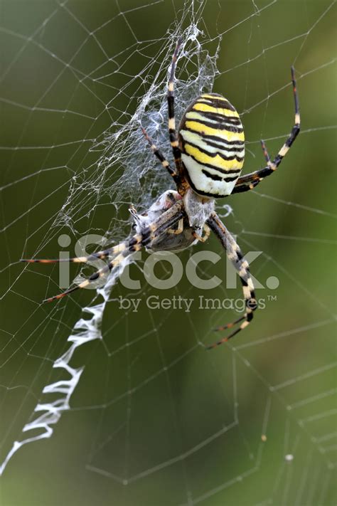 Wasp Spider On Web Stock Photo | Royalty-Free | FreeImages