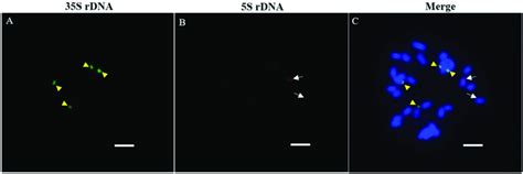 Localization of 35S rDNA and 5S rDNA probes on root-tip mitosis... | Download Scientific Diagram