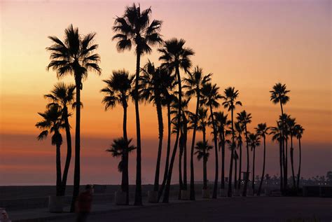 The OC | Palm trees during sunset on the Balboa Peninsula. | John ...