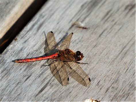 Draconfly | Draconfly just on the wooden bench,,near by cree… | yrjö jyske | Flickr