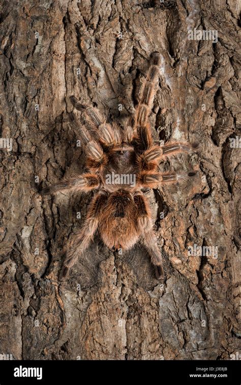 Chilean Rose Tarantula Stock Photo - Alamy