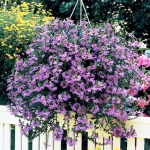 Scaevola Hanging Basket : Hanging Basket Scaevola Aemula Blue Buy Image ...