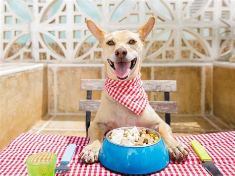 Dog eating - Savory Prime Pet Treats