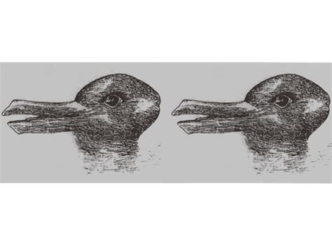 This Strange Duck-Rabbit Optical Illusion Makes Us Do a Double-Take