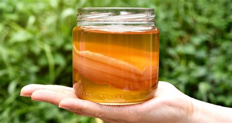 Kombucha Tea: Should You Drink This Fermented Tea?