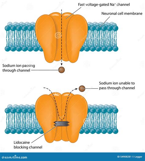 Action Of Local Anesthetic Vector Illustration | CartoonDealer.com ...