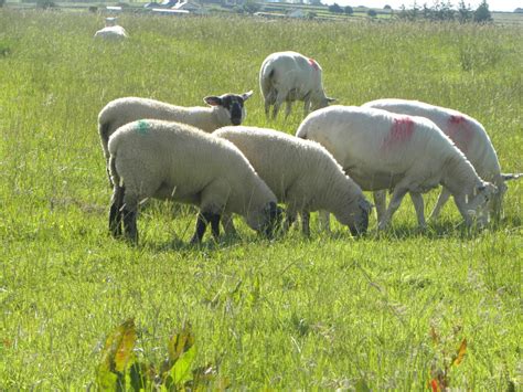 Top sheep farmers rearing 14 lambs/ha - Teagasc - Agriland.ie