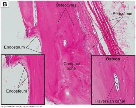 Periosteum Histology