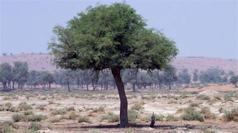 The ghaf tree forest near the Digdagga area of Ras Al Khaimah. Randi Sokoloff / The National ...