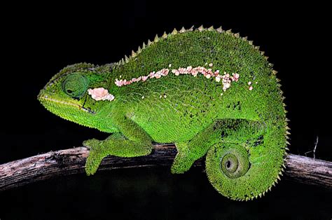 Spiny new chameleon species described from Bale Mountains of Ethiopia