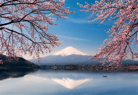 Mount Fuji Cherry Blossom Hd Wallpaper