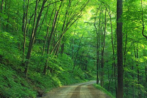 Green Tree Beside Roadway during Daytime · Free Stock Photo