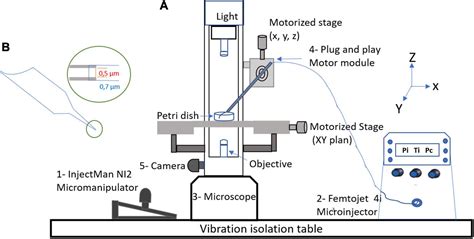 Frontiers | Generation of Infectious Mimivirus Virions Through ...