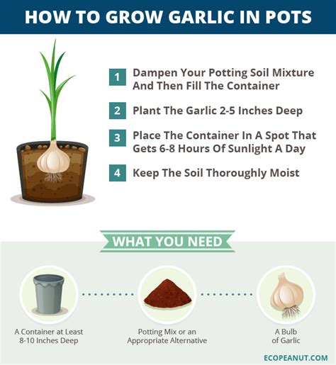 How to Grow Garlic in Pots (or containers) - Eco Peanut