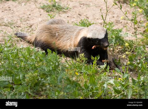 honey badger (Mellivora capensis Stock Photo - Alamy