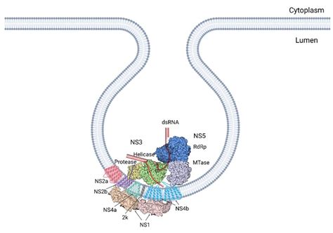 Viruses | Free Full-Text | Molecular Insights into the Flavivirus ...