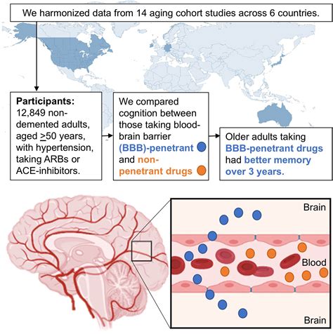 Blood-Brain Barrier Crossing Renin-Angiotensin Drugs and Cognition in the Elderly: A Meta ...