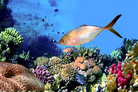 Coral reef, Nature conservation, Unicorn fish