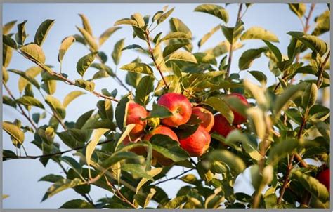 Important Apple Cultivars in the Mid-Atlantic Region (EB-2023-0684) | University of Maryland ...