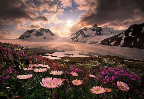 L’image du jour : Lever du soleil sur les fleurs sauvages de l’Alaska ...