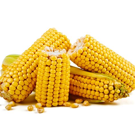 How a kernel of corn may yield answers into some cancers - News ...