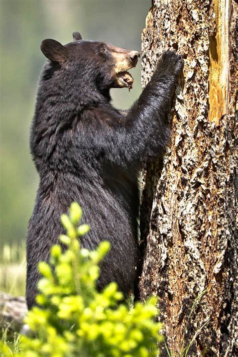 Black Bear, Wildlife Photography, Fine Art, Nature Photography, Animal ...