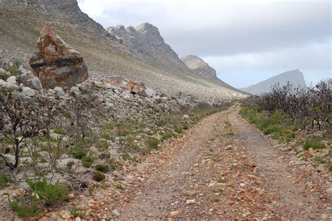 FYNBOS IDENTIFICATION FOR BEGINNERS: FOUR EASY STEPS - The Fynbos Guy