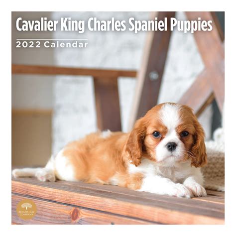 Cavalier King Charles Spaniel | ubicaciondepersonas.cdmx.gob.mx